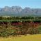 Cana Vineyard Guesthouse - Paarl