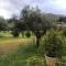 Olive Grove - Anavissos