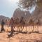 Wadi Rum Pyramids Camp