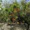 Detached renovated cottage with a garden 3 min walk from the beach - Врахаті