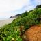 Salal Bluff