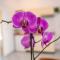 Cozy Apartment Mendula Medulin