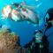 Tortuga Dafni Bay Villas Divers Paradise by "elite"