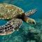 YOUR HAWAIIAN TROPICAL GARDEN VIEW STUDIO - KONA ISLANDER INN CONDOS condo