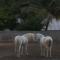 Ferme Equestre des Avirons