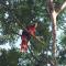 House of the Macaws
