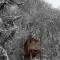 Cabane du Druide Domaine de Fangorn