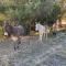 Finca Olivar