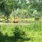 In de tuin in Gees - Gees