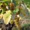 Cottage du vigneron - Vernou-sur-Brenne