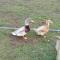 Dartmoor Reach Alpaca Farm Heated Cabins 5 mins drive to Dartmoor - 巴维特雷西