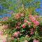 House of Roses