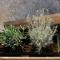 Nature House with a wooden porch - Pasika, house Luca