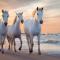 Coucher de soleil en Camargue - Salin-de-Giraud