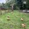 Y Felin Bed and Breakfast and Smallholding - 凯尔苏斯