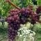 Weingut Albert, Familie Cramer - 绍萨尔地区基策克
