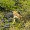 Saruni Eagle View