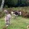 New Forest Hideaway- Self Catering Accommodation