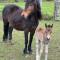 New Forest Hideaway- Self Catering Accommodation
