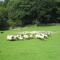 Muckross Riding Stables