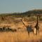 Makweti Safari Lodge - Welgevonden Game Reserve