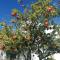Yvi´s Greek House