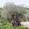 Kamp Brda Camping and rooms