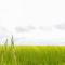 Green Fields