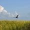 Bamurru Plains - Point Stuart