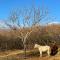 Cozy cottage in countryside close to Tbilisi - Dushetʼi