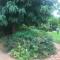 Birdsong Gardens