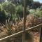 Birdsong Gardens