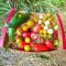 Eco-lodges Lacanau Moutchic Inn - 4 pers