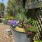 Stargazy Garden
