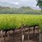 Luxury Napa Vineyard Estate 15 min from St Helena - Angwin