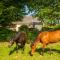 La Ferme du Bonheur - Chez l'Gaby - Porrentruy