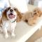 Marine House KAKISAKI - BBQ OK Pets OK