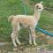 Double Decker Bus on an Alpaca farm sleeps 8, 5 mins drive to Dartmoor - 巴维特雷西
