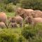 Quatermain's 1920's Safari Camp