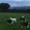 Glendale Bed and Breakfast, Cushendall