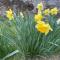 Daffodil Lodge - Sligo