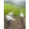 Slieve Gullion Getaways