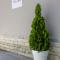 Olive tree Apartment