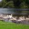 Corrigans Shore House - Enniskillen