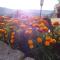 Am Keschtewaeldele **** - Forbach