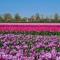 Chalet 556 op Recreatiepark De Wielen