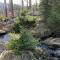 Harz 21