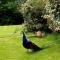 Glamping in the Kent weald nr Tenterden Spacious quite site sole use 3 to 6 equipped tents, Tranquil and beautiful rural location yet just an hour to London