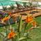 Chania Elite Homes, Enjoy a Chic Oasis by the heated Pool - 考瑙皮迪亚纳
