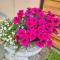 Studio apartman the LITTLE PRINCE apartmani Borik